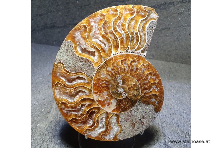 Ammonite Nr.2 - links